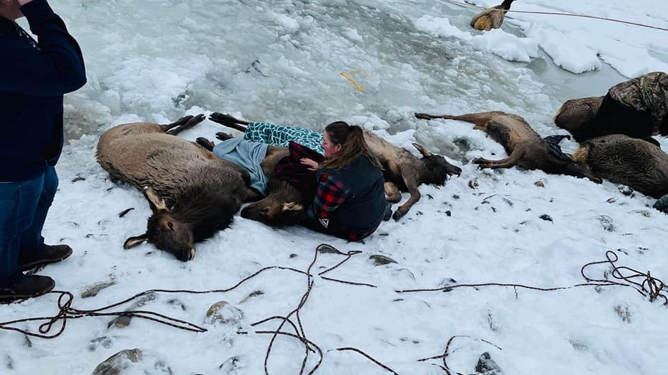 Как американцы спасали оленей из ледяной ловушки в реке - Олени, Спасение животных, Американцы, США, Штат Вашингтон, Зима, Река, Лед, Дикие животные, Дикая природа, The National Geographic, Фотография, Вапити, Длиннопост