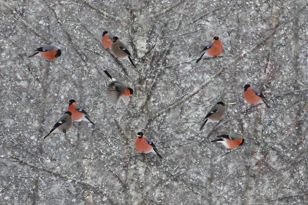 Снегирь: Они не прилетают к нам зимовать! Почему мы видим этих птиц только  зимой, и куда пернатые пропадают летом? | Пикабу