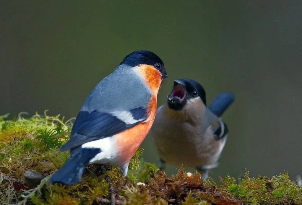 Bullfinch: They do not come to us for the winter! Why do we see these birds only in winter, and where do the birds disappear in the summer? - Bullfinches, Birds, Animal book, Yandex Zen, Longpost, Wild animals