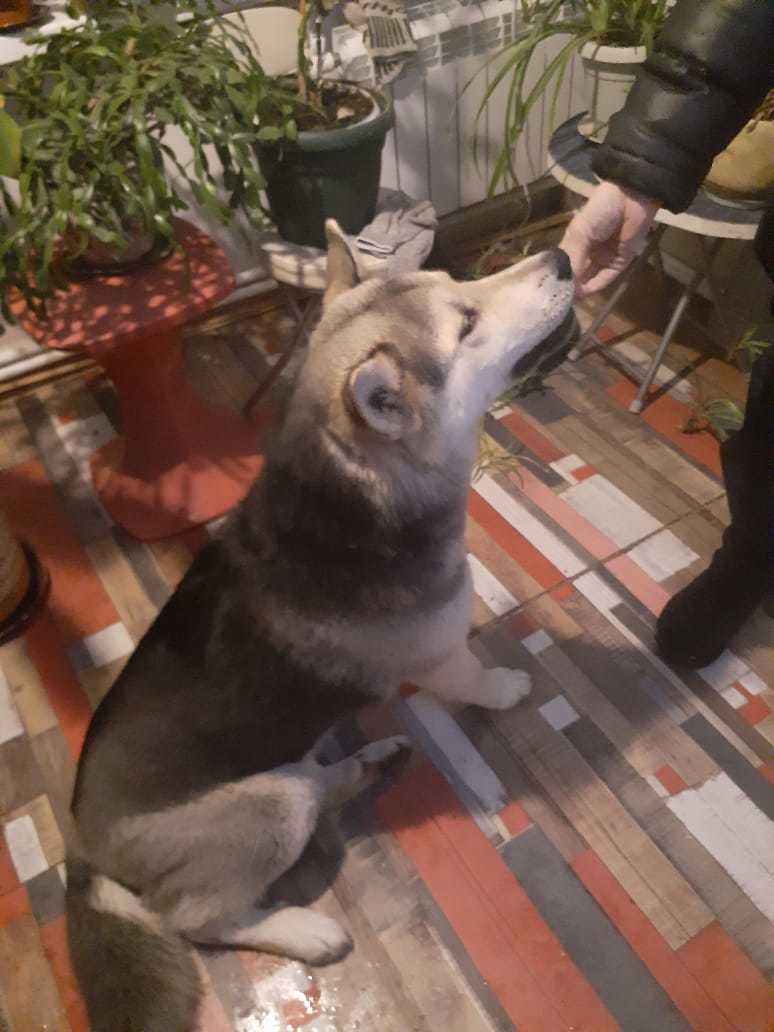 Found a dog! - My, Lost, Dog, A loss, Alaskan Malamute, Malamouth, Saint Petersburg, Longpost, No rating, Found a dog, Leningrad region