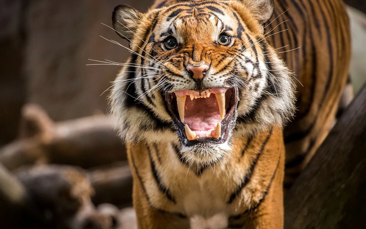 Tiger: Not obvious facts. Can kill a crocodile and a bear, but cannot hunt when it is looked at - Tiger, Animal book, Yandex Zen, Longpost, Big cats, Wild animals, Cat family