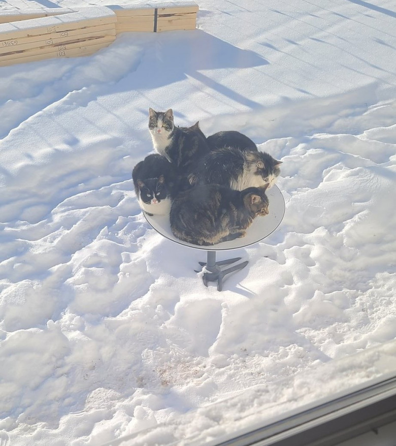 Canadian yard cats chose the Starlink satellite dish on cold winter days - Spacex, Starlink, cat, Longpost