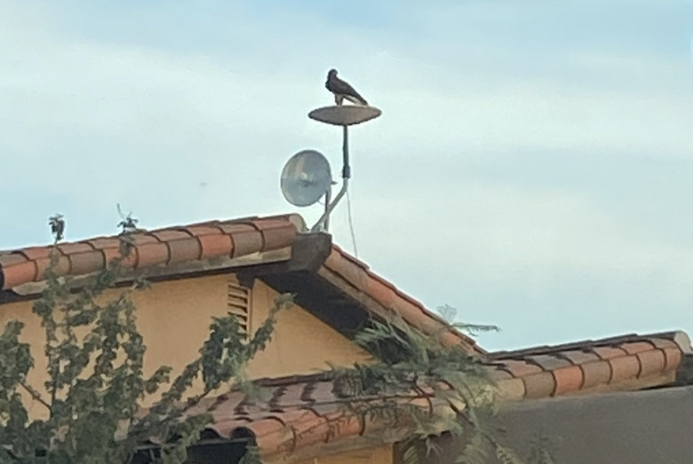 Canadian yard cats chose the Starlink satellite dish on cold winter days - Spacex, Starlink, cat, Longpost