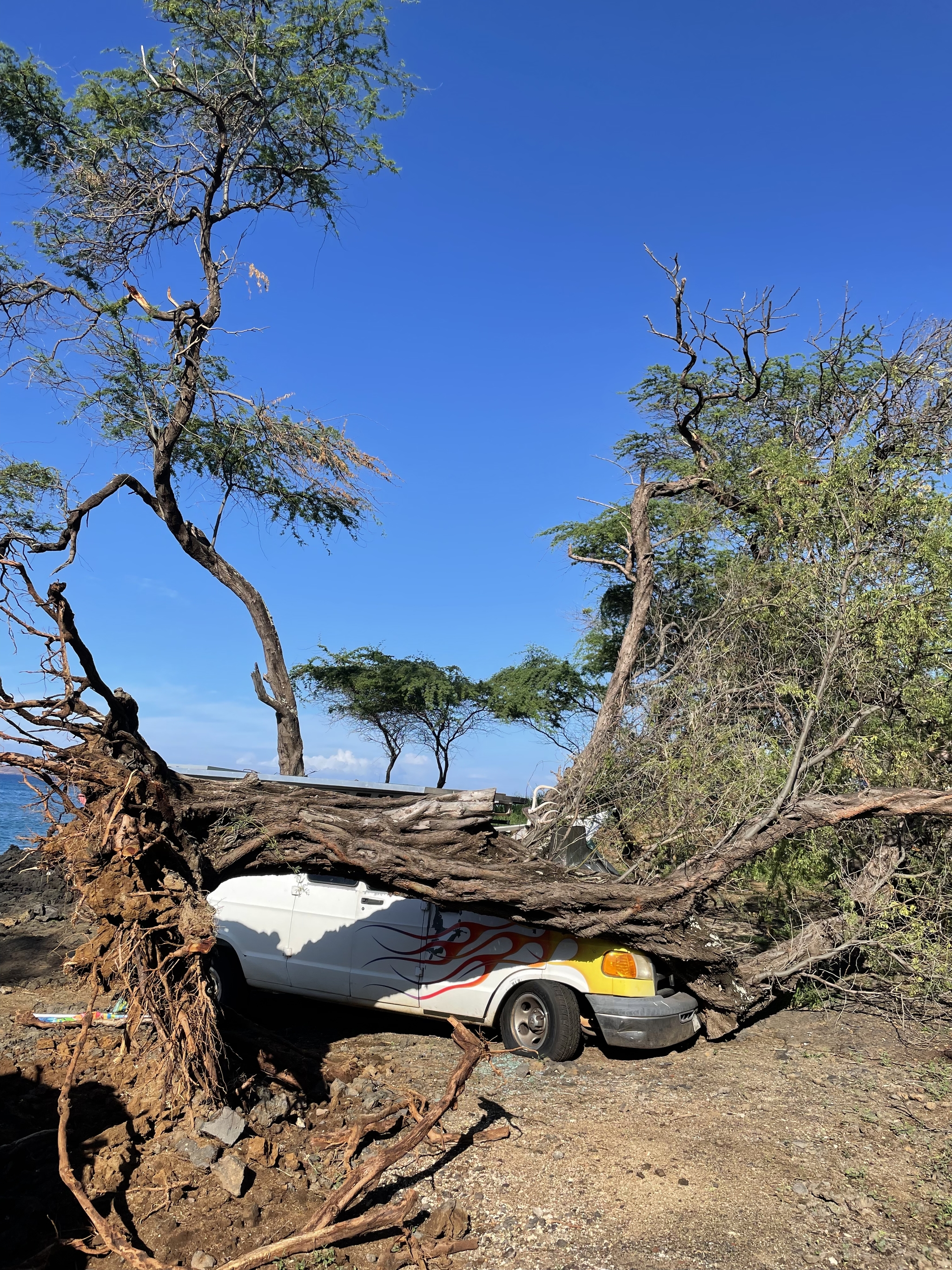 A question for people with experience with a chainsaw - My, Tree, Chainsaw, Hawaii, Video, Longpost