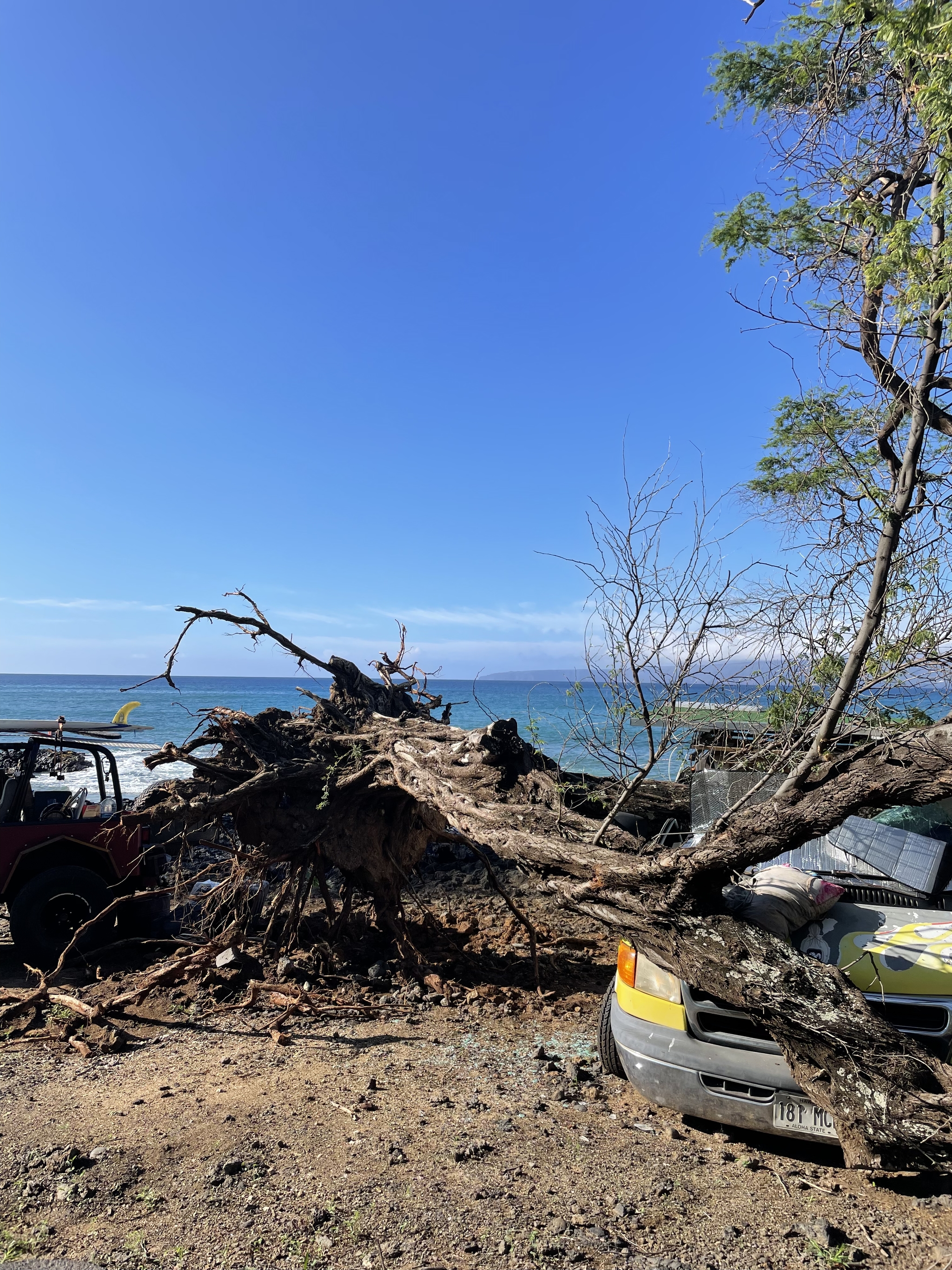 A question for people with experience with a chainsaw - My, Tree, Chainsaw, Hawaii, Video, Longpost