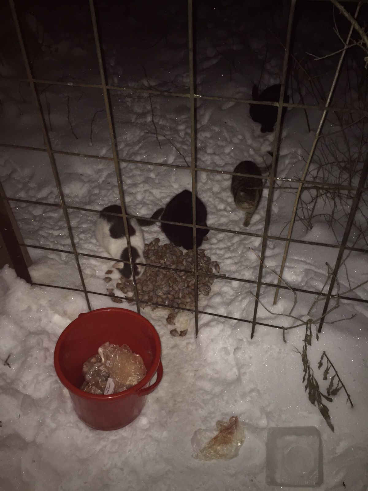 I feed abandoned cats on January 2, 3. Minus 6. It got warmer. I took another brand new one - My, cat, Dacha, Animal Rescue, Winter, Snow, Video, Longpost, New Year