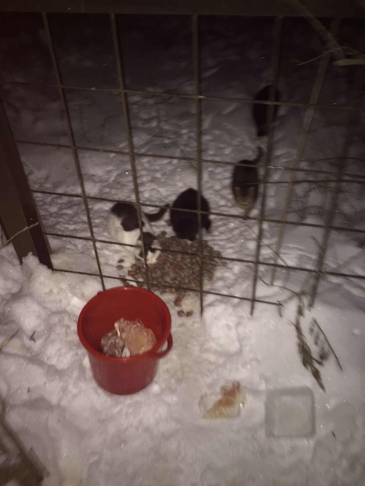 I feed abandoned cats on January 2, 3. Minus 6. It got warmer. I took another brand new one - My, cat, Dacha, Animal Rescue, Winter, Snow, Video, Longpost, New Year