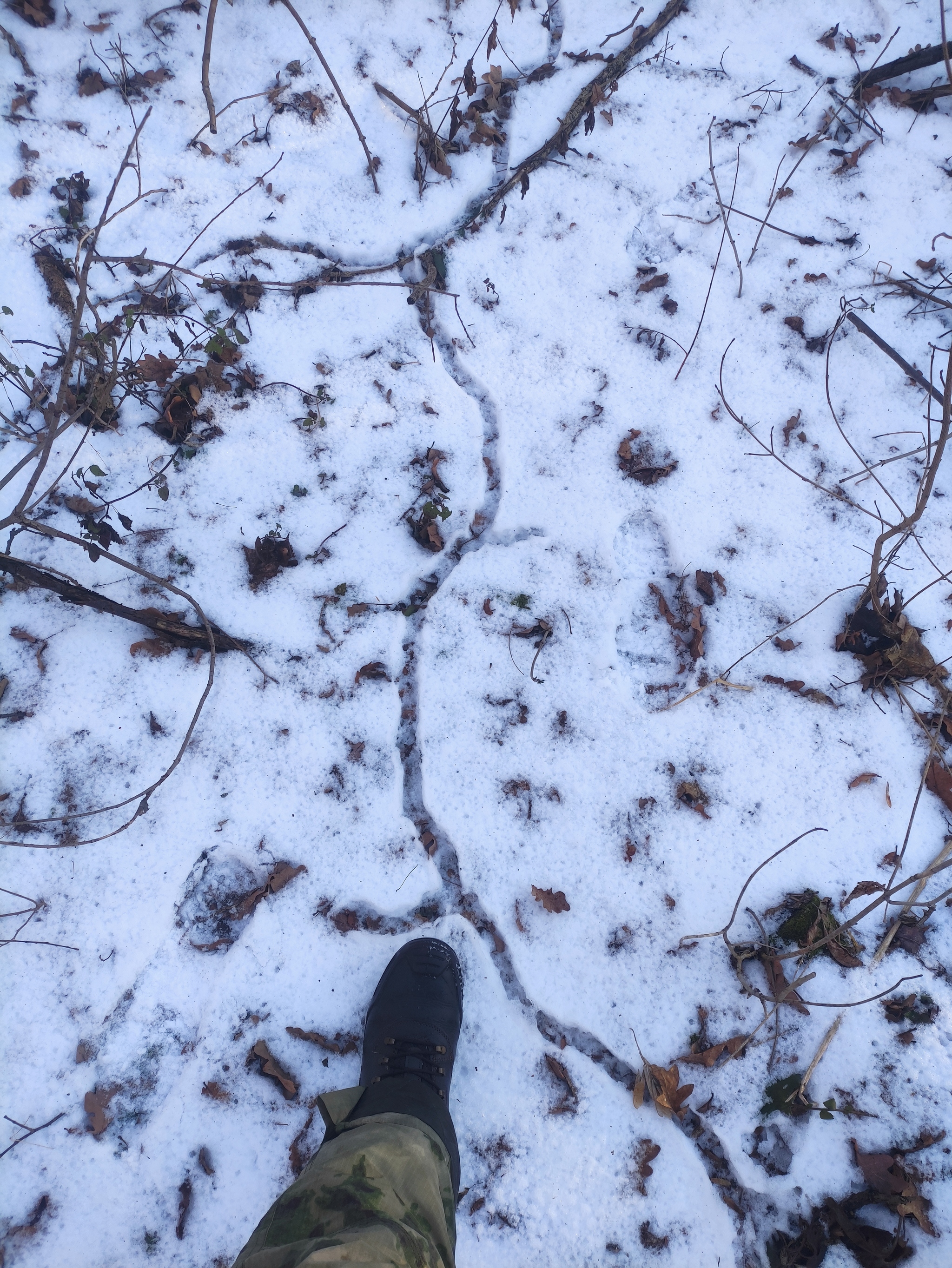 Footprints in the snow - My, Footprints, Snow, Forest, Longpost