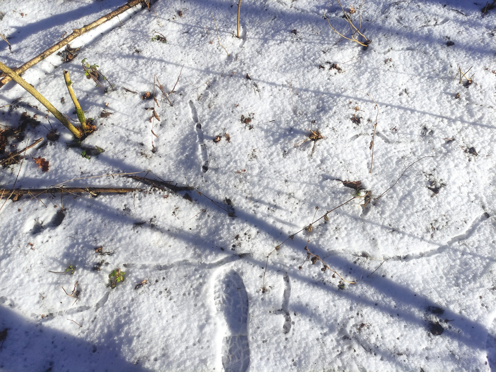 Footprints in the snow - My, Footprints, Snow, Forest, Longpost