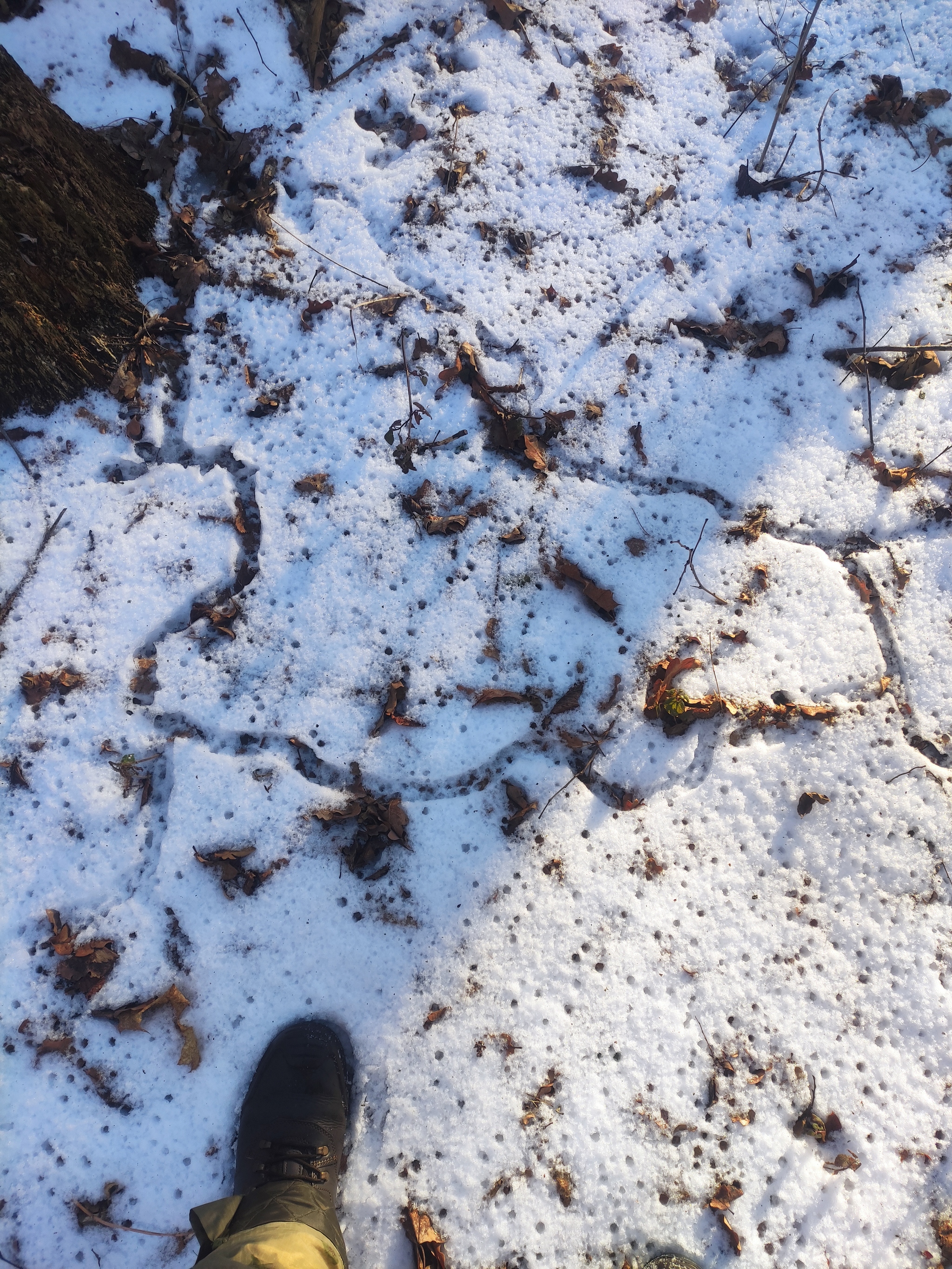 Footprints in the snow - My, Footprints, Snow, Forest, Longpost