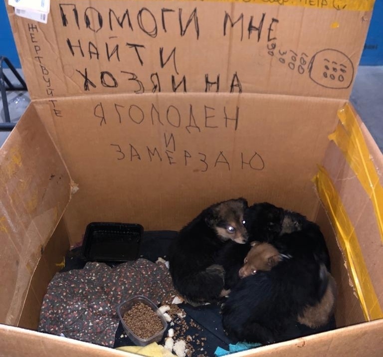 Three girls under the window howled in the evening ... - My, In good hands, Homeless animals, Helping animals, No rating, Animal Rescue, Moscow, Moscow region, Dog, Puppies, Balashikha, The rescue, Longpost