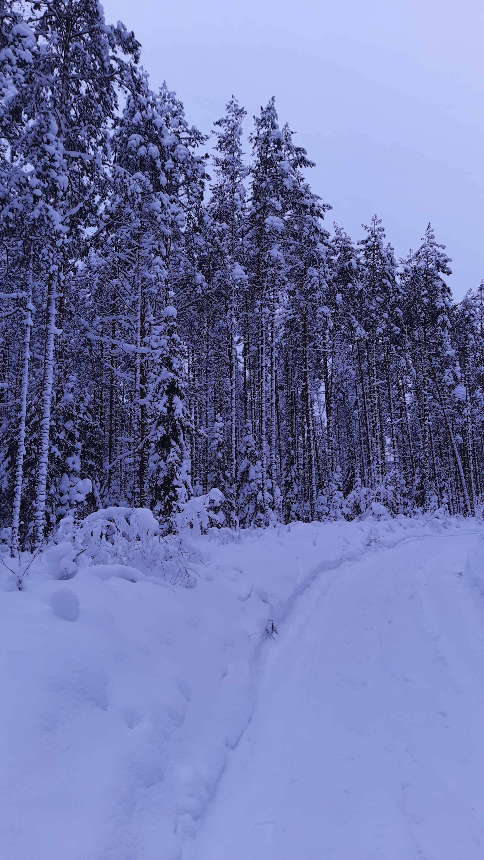 Winter - My, Winter, Mobile photography, Snow, Snowdrift, January, Longpost