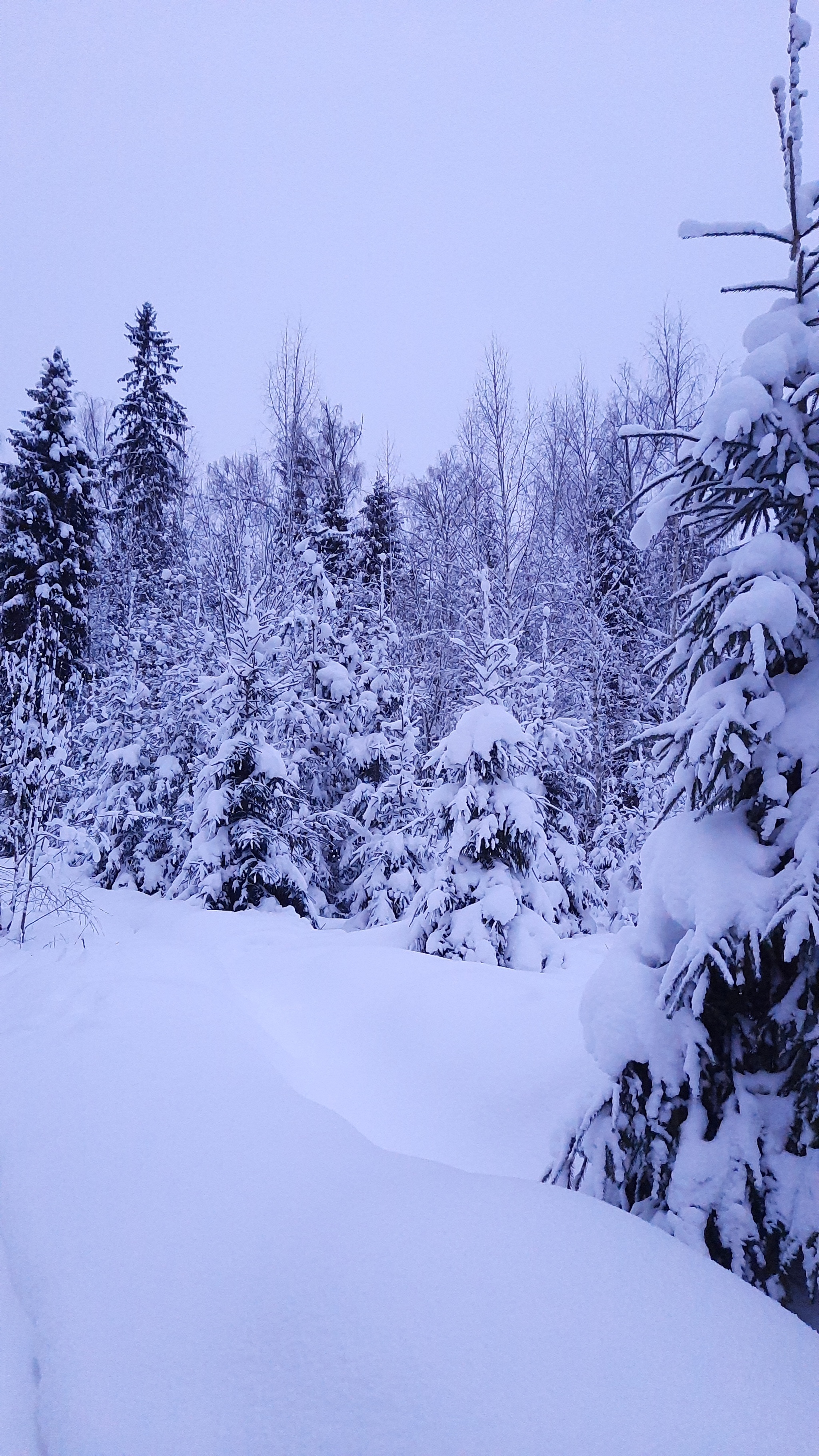 Winter - My, Winter, Mobile photography, Snow, Snowdrift, January, Longpost