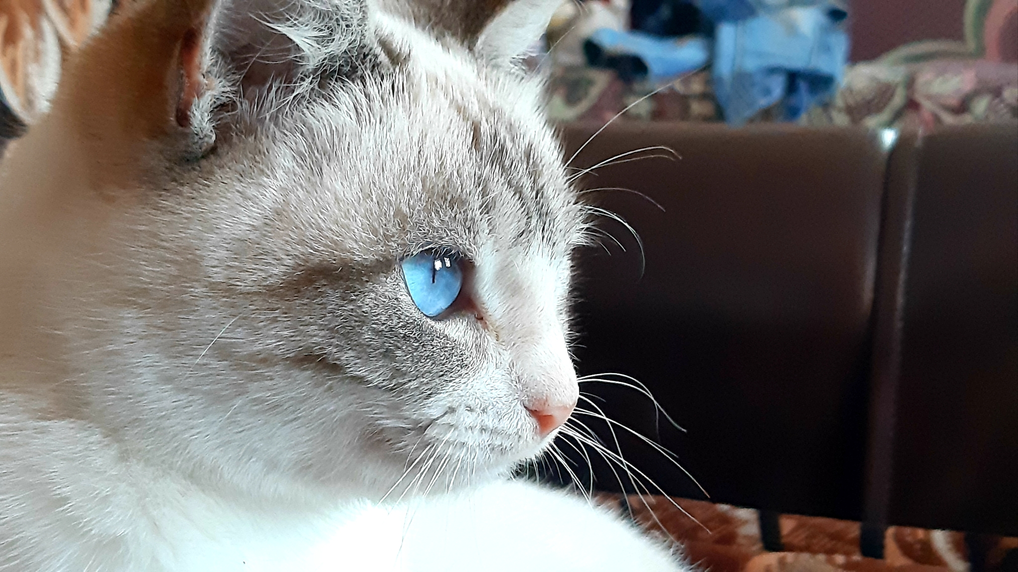 Eyes from which you cannot look away <3 - My, cat, Blue eyes, beauty, The photo, Longpost, Pets