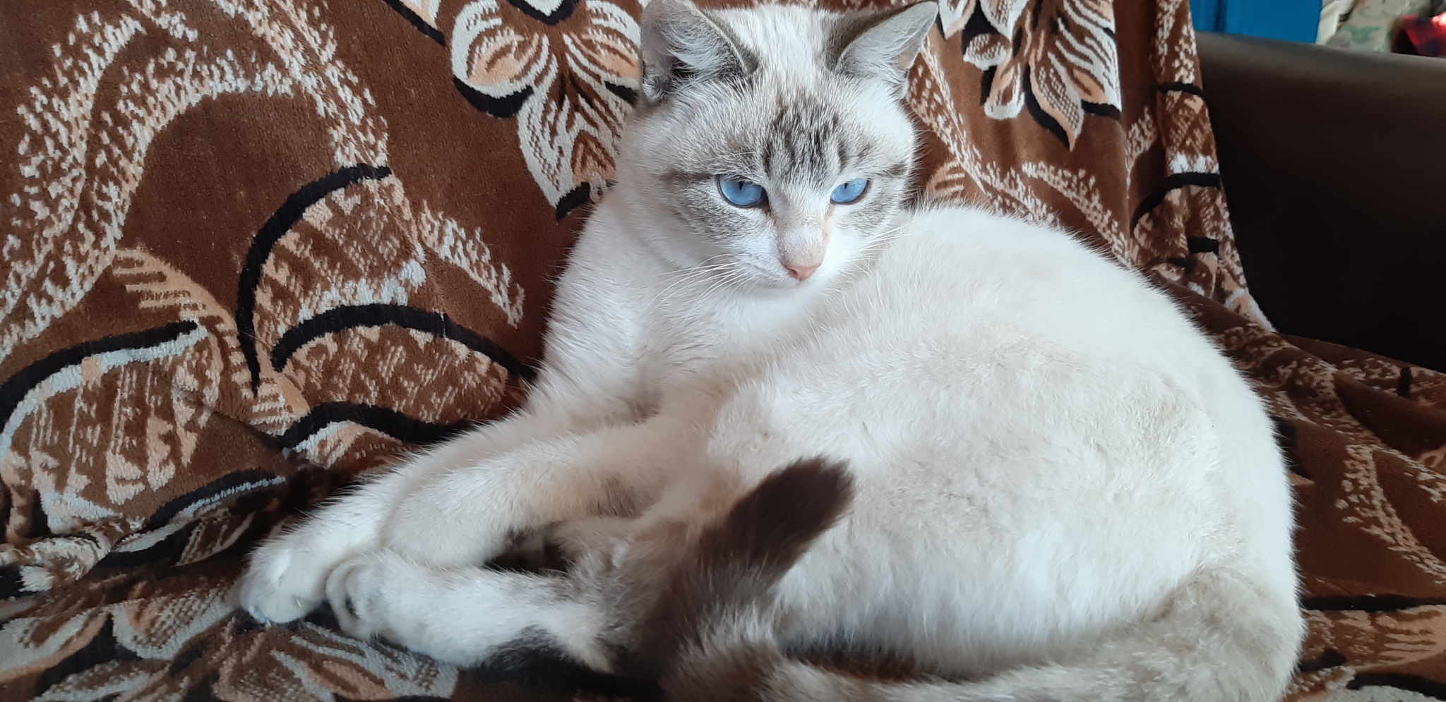 Eyes from which you cannot look away <3 - My, cat, Blue eyes, beauty, The photo, Longpost, Pets