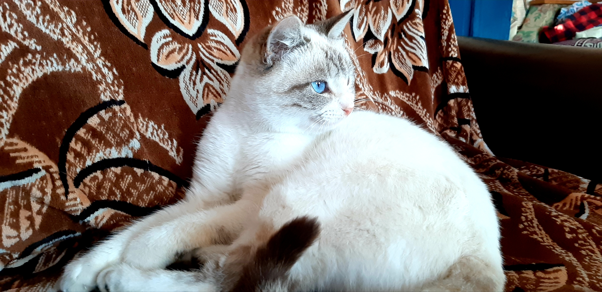 Eyes from which you cannot look away <3 - My, cat, Blue eyes, beauty, The photo, Longpost, Pets