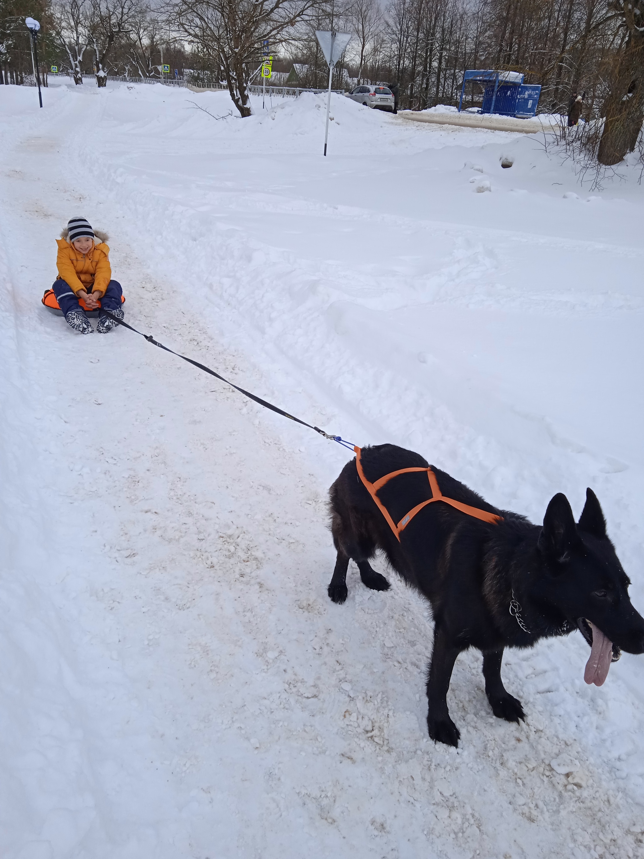 Erica is now a sled dog) - My, Dog, German Shepherd, Cheesecake ride, Video, Longpost, Pets