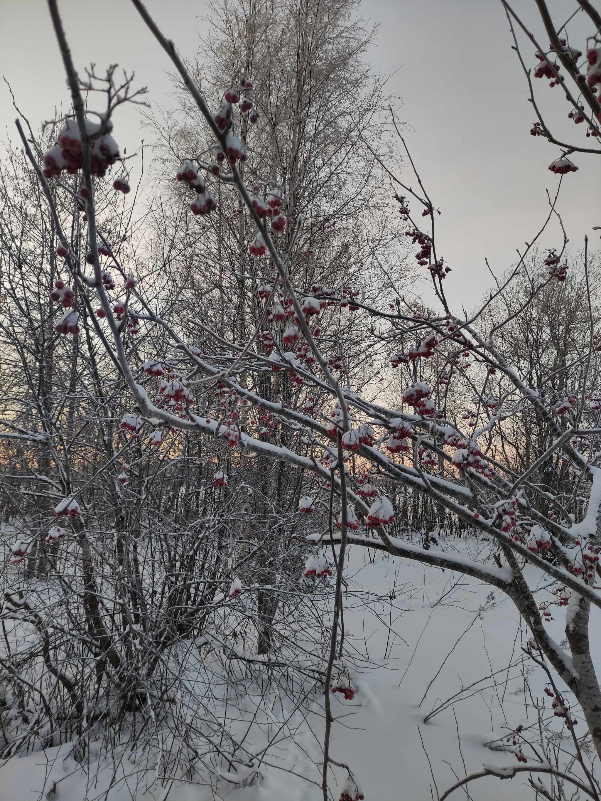 Trip to Sinevo 12/26/2021 - 12/27/2021 - My, Walk in the woods, Winter, Leningrad region, Chalet, Lake Vuoksi, Sunset, Camping, Longpost