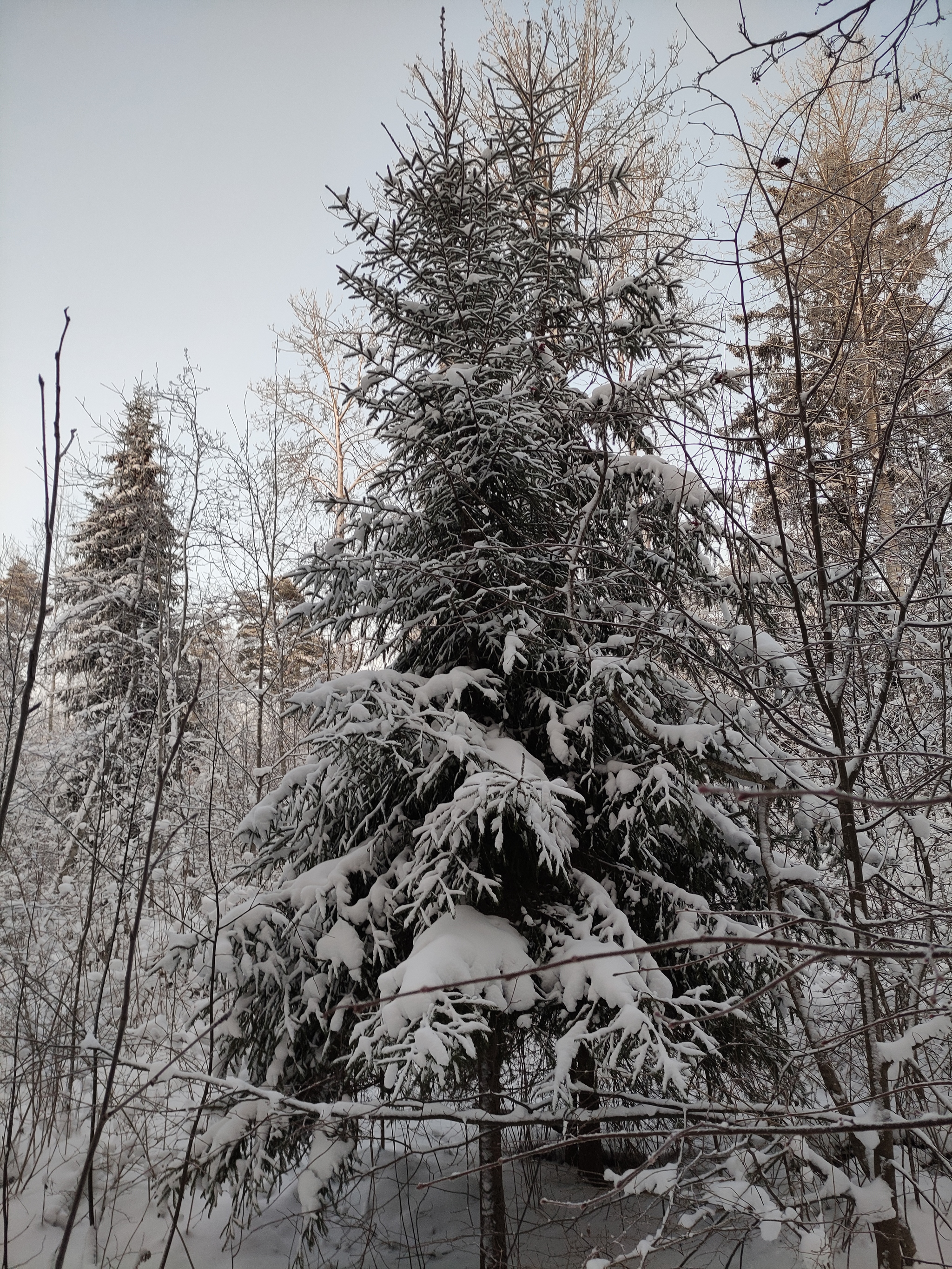 Trip to Sinevo 12/26/2021 - 12/27/2021 - My, Walk in the woods, Winter, Leningrad region, Chalet, Lake Vuoksi, Sunset, Camping, Longpost