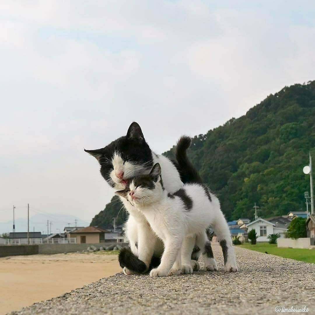 Cat's flowers of life - cat, Kittens, The photo, Milota, Longpost