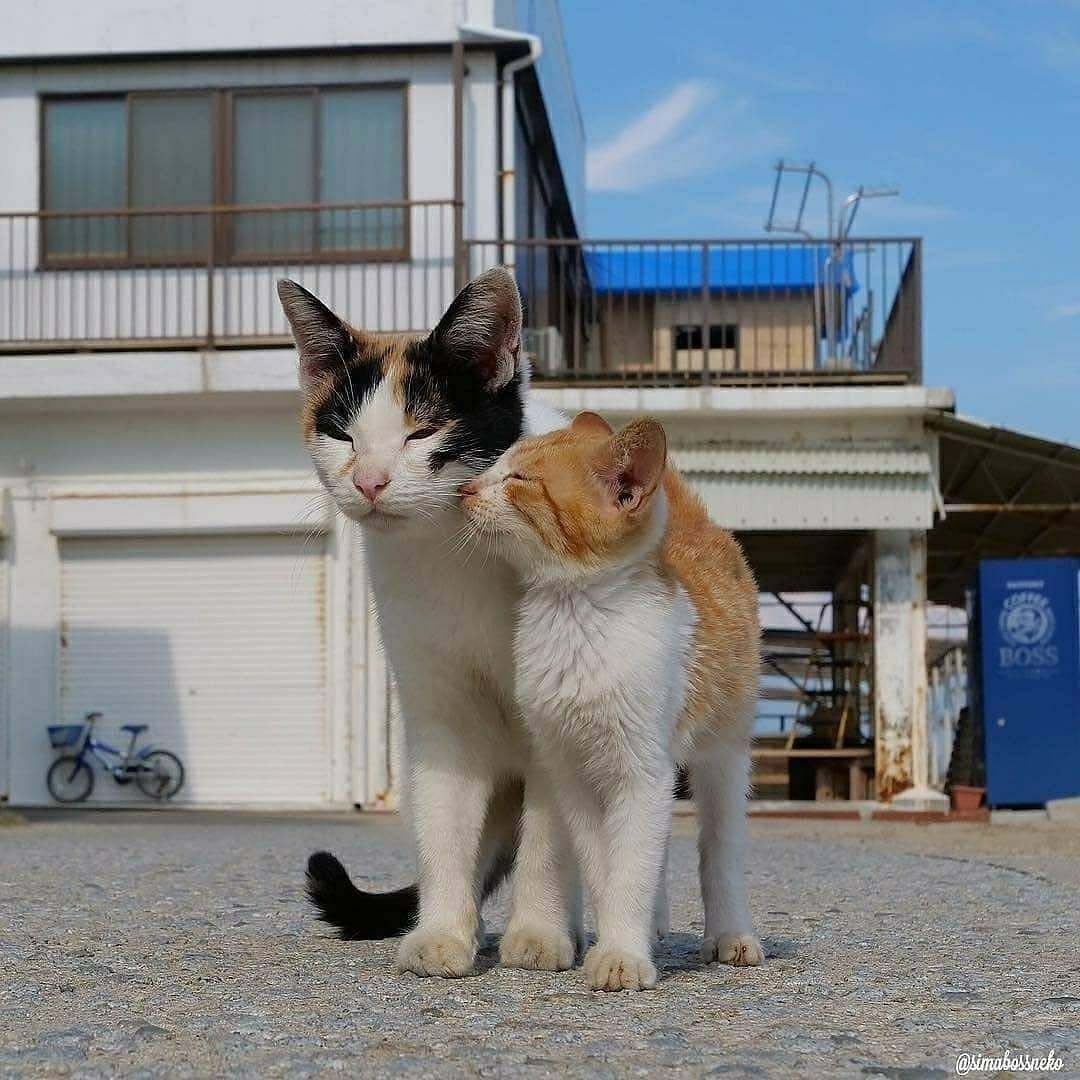 Cat's flowers of life - cat, Kittens, The photo, Milota, Longpost