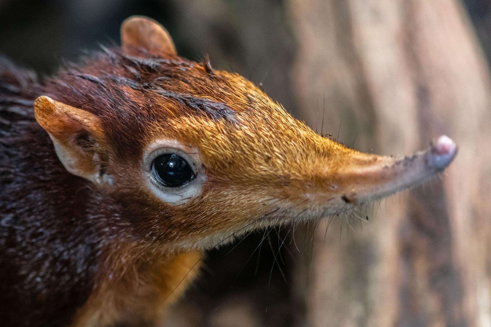 With a large stock of real estate: how Peters' proboscis dog lives - Wild animals, Insectivores, Interesting, Africa, Longpost, Peters' proboscis dog