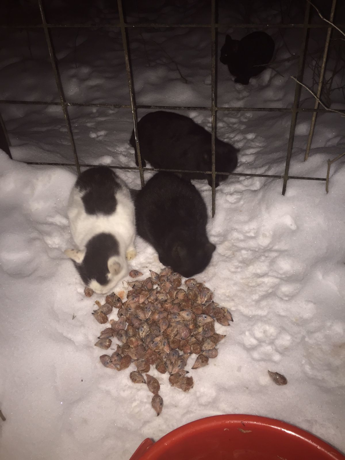 I feed abandoned cats on January 2, 3. Minus 6. It got warmer. I took another brand new one - My, cat, Dacha, Animal Rescue, Winter, Snow, Video, Longpost, New Year