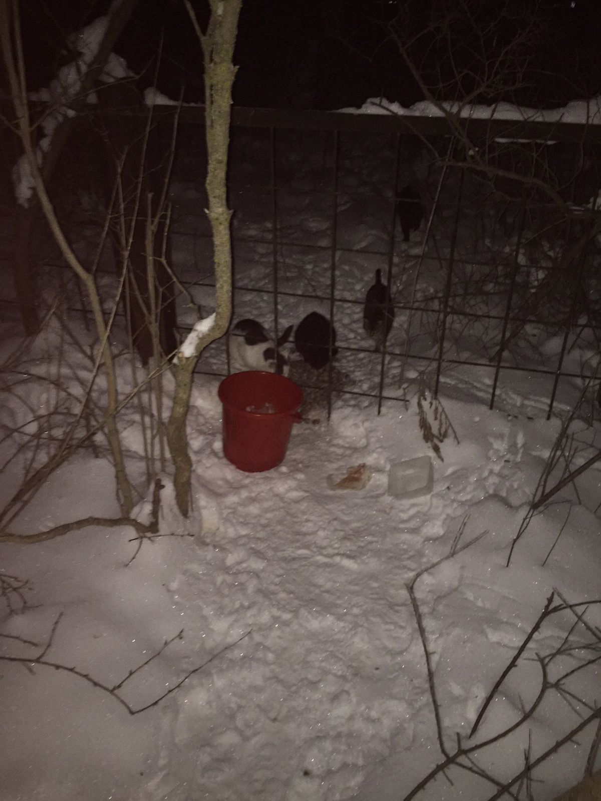 I feed abandoned cats on January 2, 3. Minus 6. It got warmer. I took another brand new one - My, cat, Dacha, Animal Rescue, Winter, Snow, Video, Longpost, New Year