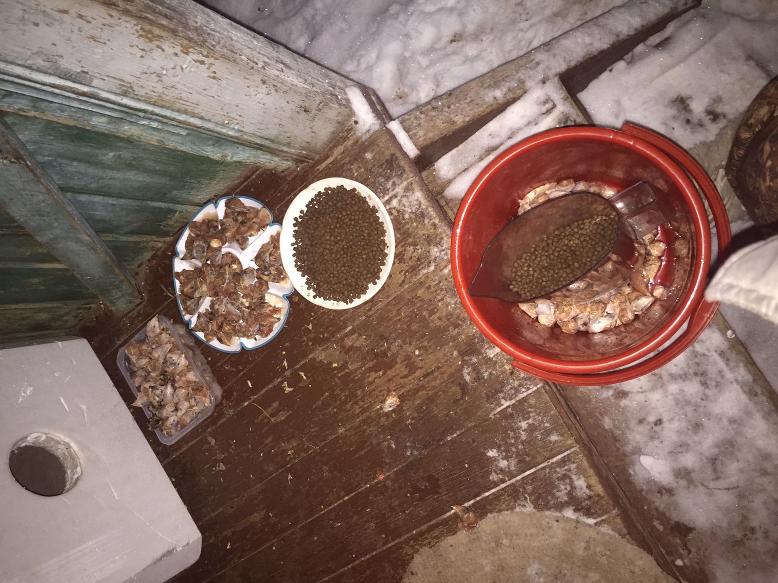 I feed abandoned cats on January 2, 3. Minus 6. It got warmer. I took another brand new one - My, cat, Dacha, Animal Rescue, Winter, Snow, Video, Longpost, New Year