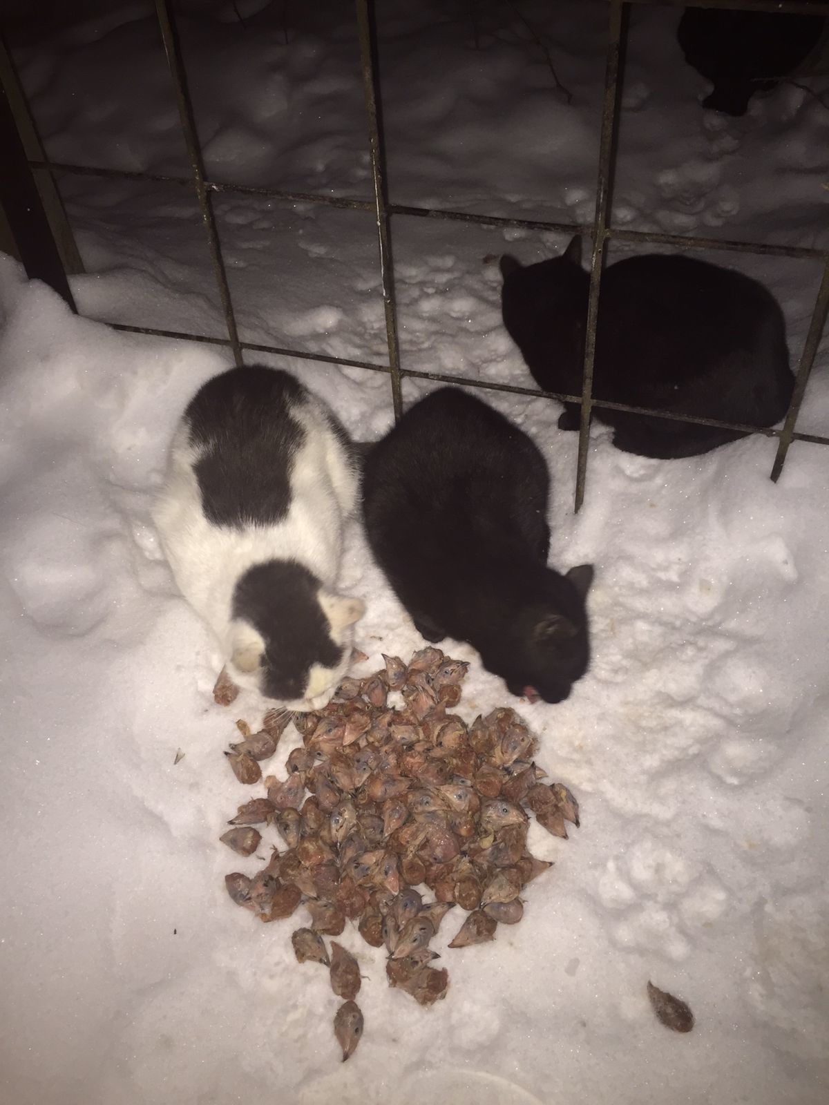 I feed abandoned cats on January 2, 3. Minus 6. It got warmer. I took another brand new one - My, cat, Dacha, Animal Rescue, Winter, Snow, Video, Longpost, New Year