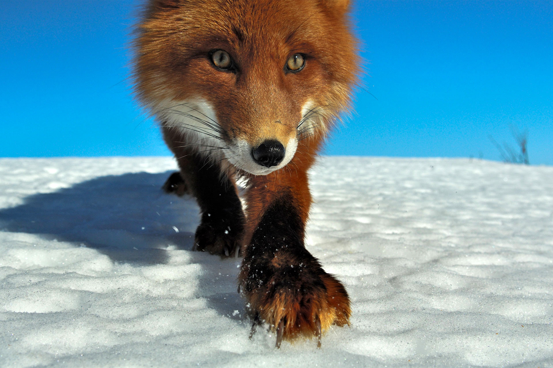 Who are you? - Fox, Snow, Photographer