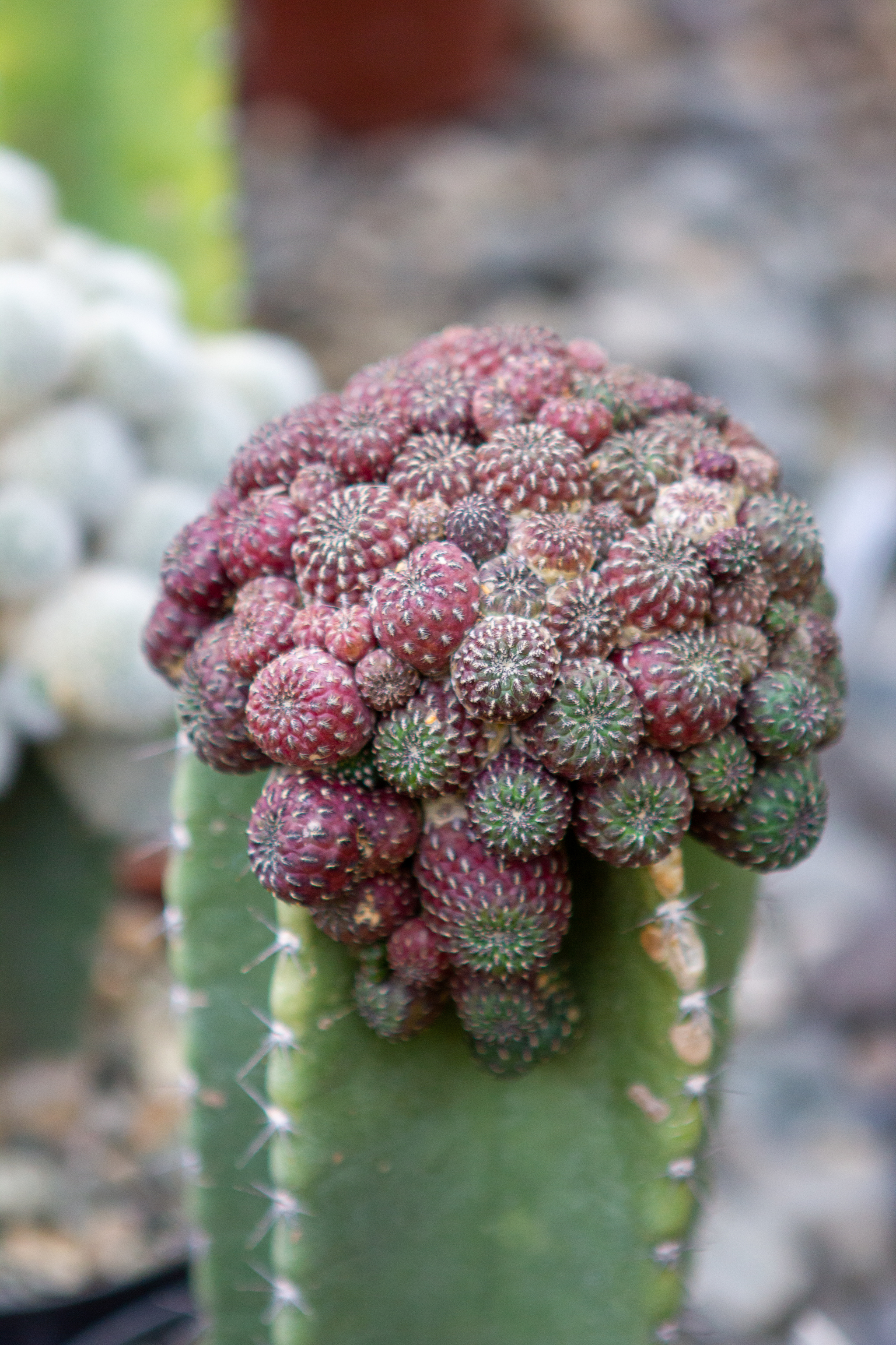 Central Siberian Botanical Garden SB RAS. Branch of succulents and tropical plants - My, Plants, Garden, Botanical Garden, Cactus, Tropics, Citrus, Tangerines, Longpost