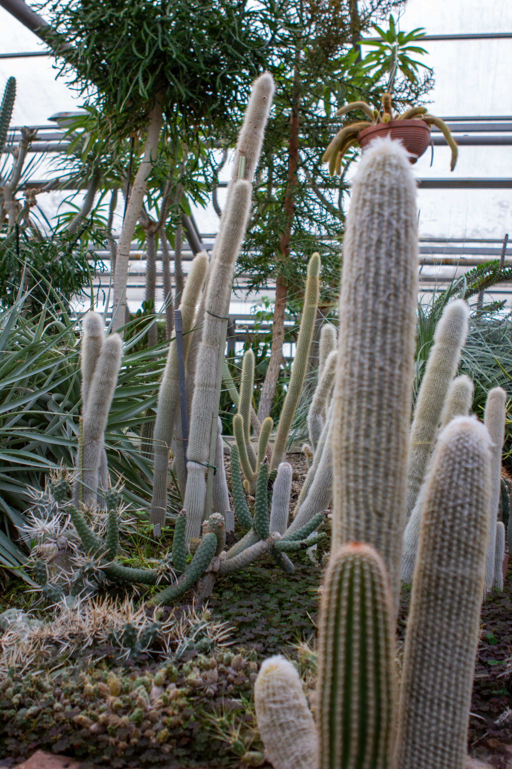 Central Siberian Botanical Garden SB RAS. Branch of succulents and tropical plants - My, Plants, Garden, Botanical Garden, Cactus, Tropics, Citrus, Tangerines, Longpost