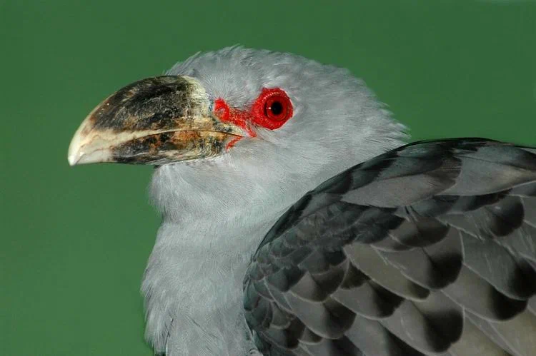 Giant Cuckoo: Size XXL meanness. Not only throws eggs into other people's nests, but also attacks chicks - Yandex Zen, Animal book, Birds, Australia, Longpost