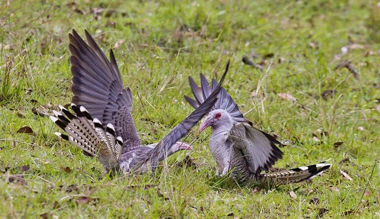 Giant Cuckoo: Size XXL meanness. Not only throws eggs into other people's nests, but also attacks chicks - Yandex Zen, Animal book, Birds, Australia, Longpost