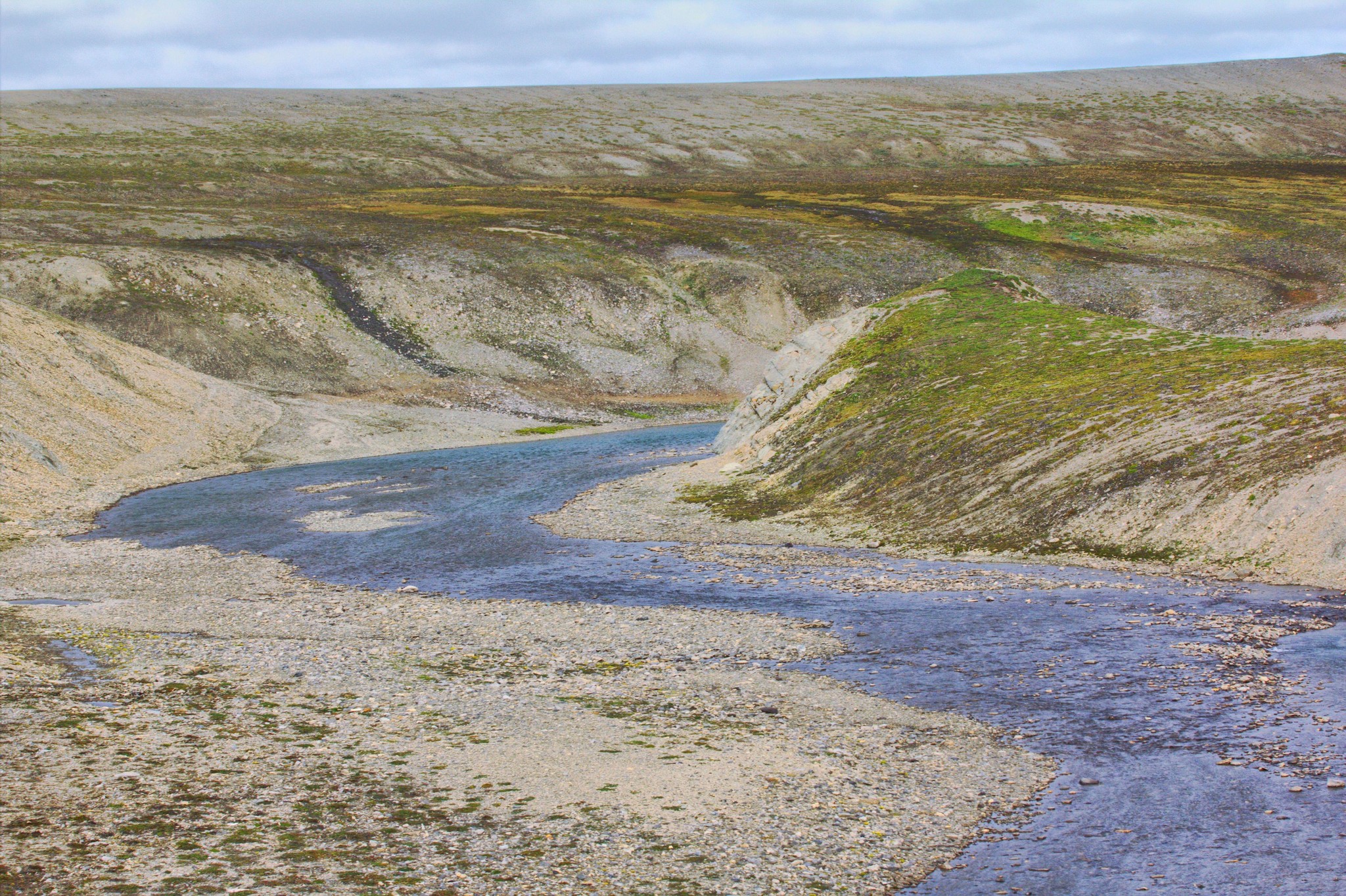 In the national park Russian Arctic noticed rare deer - Deer, Reindeer, Artiodactyls, Wild animals, Rare view, Red Book, Russian Arctic, National park, New earth, Reserves and sanctuaries