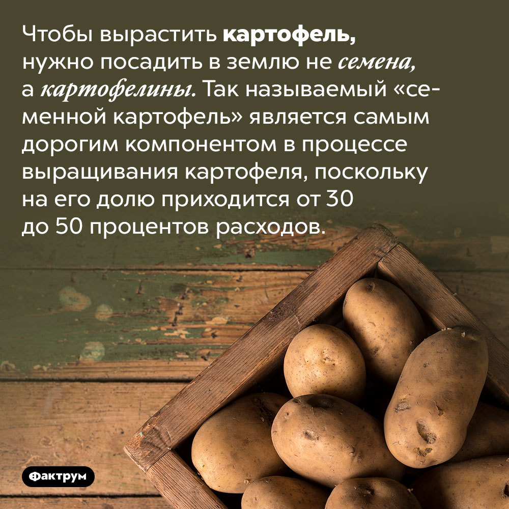 Why onions and potatoes cannot be stored together, what the fruits of potatoes look like and other interesting facts about potatoes - My, Factrum, Informative, A selection, Facts, Potato, Longpost