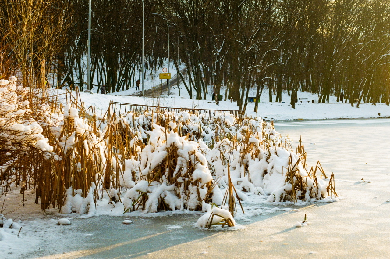 Киев, Голосеевский парк - Моё, Фотография, Фотопленка, Пленка не умерла, Nikon, Kodak, Зима, Парк, Снег, Озеро, Дикие утки, Природа, Длиннопост