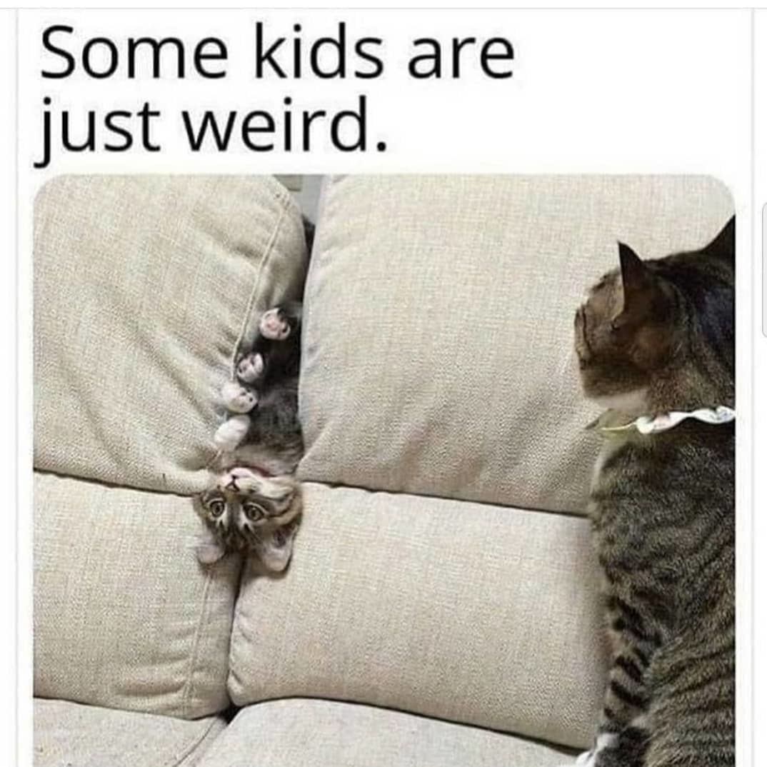 Some kids are just weird - cat, Drawing, Tactooncat, Kittens, Pets