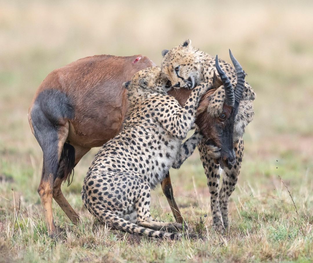 Инстинкты диких животных. Гепард и леопард. Гепард малыш. Размножение хищных. Размножение хищных.