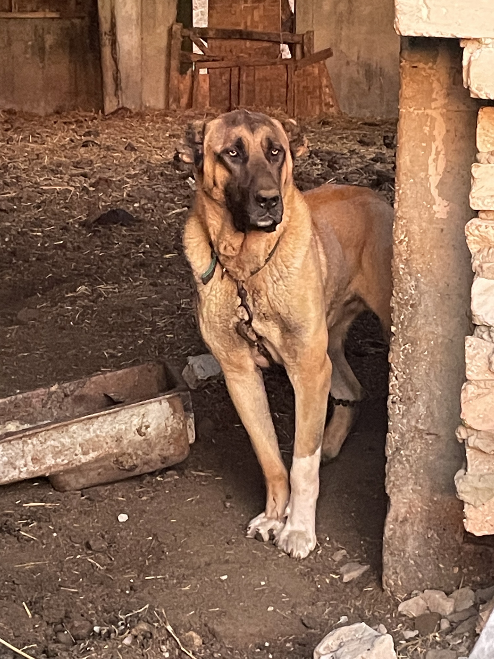 Meet Berkut - My, Dog, Loneliness, Snow, Animals, Friend, Farm, The photo