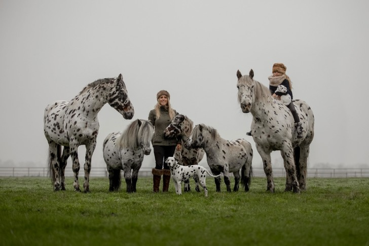 At home among strangers - Horses, Pony, Dog, Stains, Pets, Funny, At home among strangers, Milota, School, Horseback riding, The photo, Around the world, Netherlands (Holland), Color, Longpost