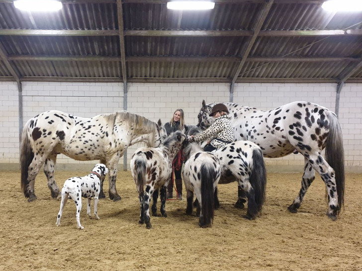 At home among strangers - Horses, Pony, Dog, Stains, Pets, Funny, At home among strangers, Milota, School, Horseback riding, The photo, Around the world, Netherlands (Holland), Color, Longpost