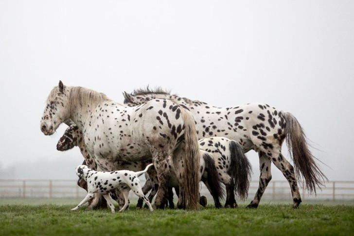 At home among strangers - Horses, Pony, Dog, Stains, Pets, Funny, At home among strangers, Milota, School, Horseback riding, The photo, Around the world, Netherlands (Holland), Color, Longpost