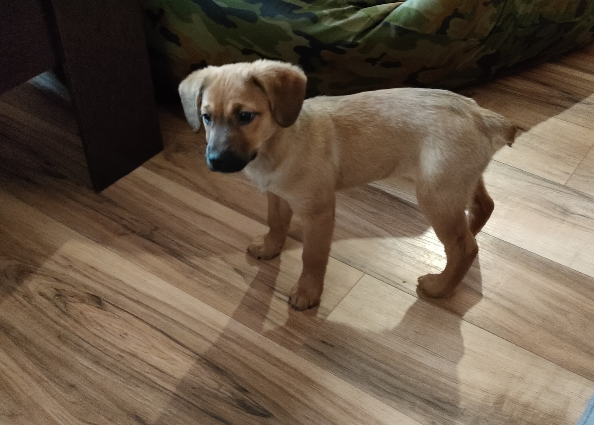 Help identify the breed - My, Puppies, No rating, cat, What kind of breed, Longpost, Dog