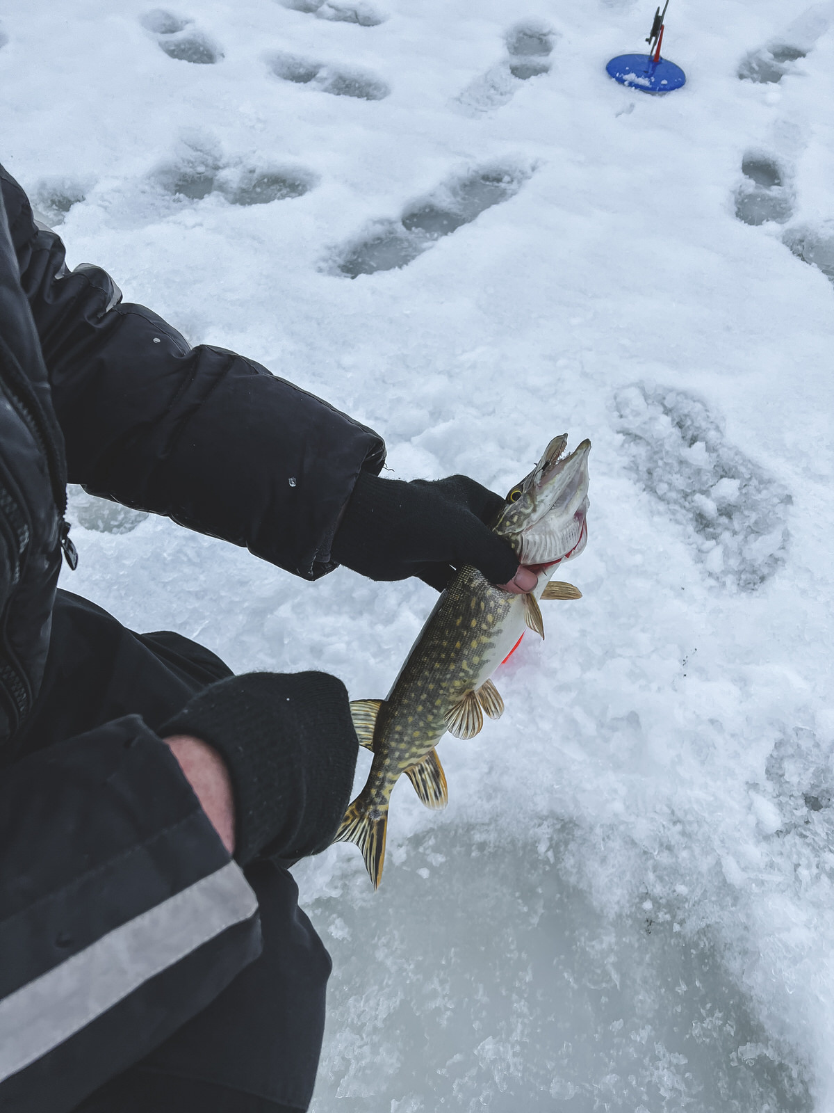 Don't make such mistakes! Pike on poles - My, Winter fishing, Pike, Zherlitsy, Equalizer, Video, Longpost