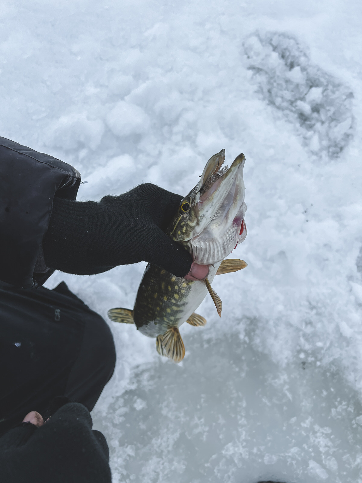 Don't make such mistakes! Pike on poles - My, Winter fishing, Pike, Zherlitsy, Equalizer, Video, Longpost