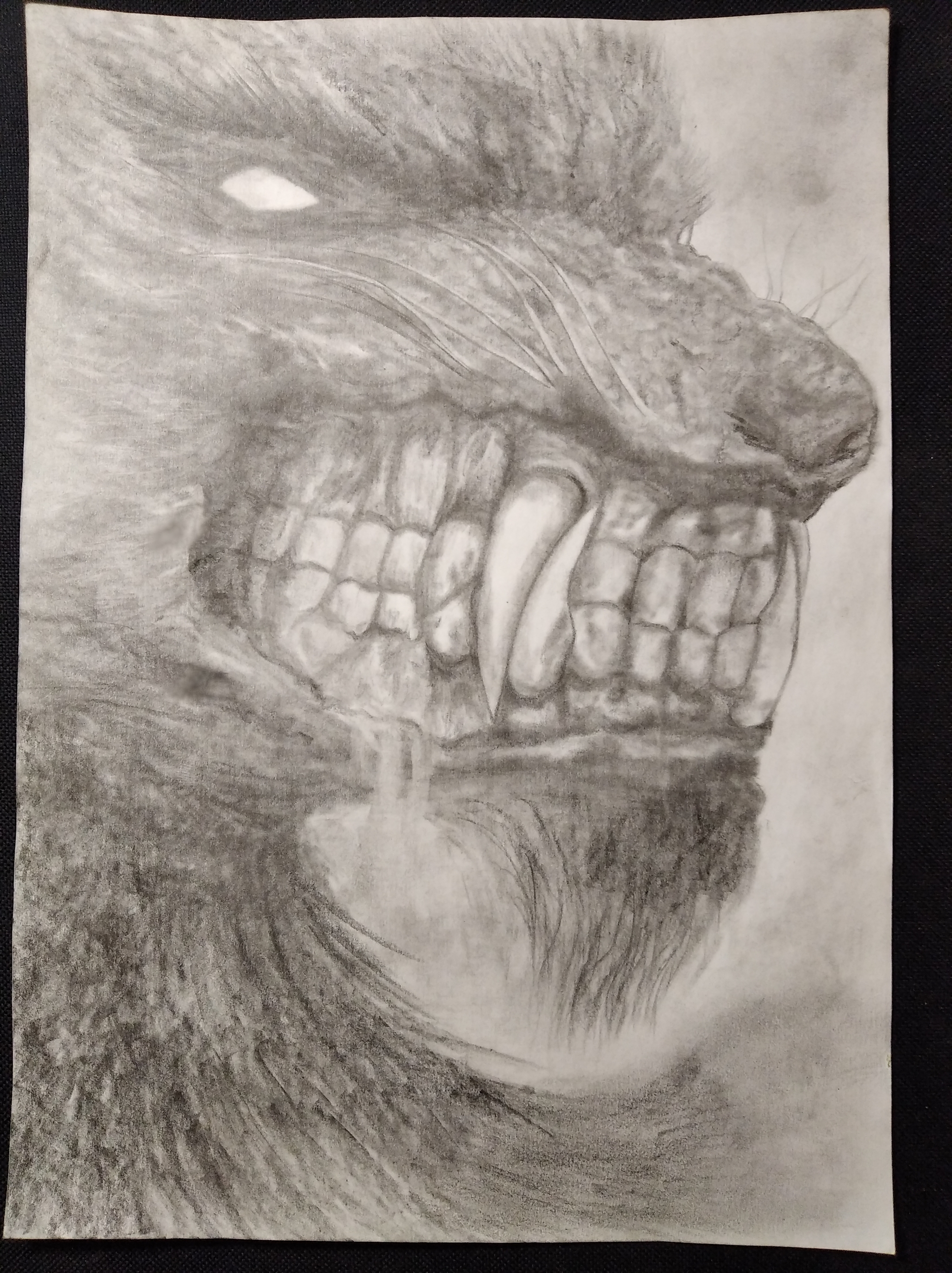 Fenrir - My, Pencil drawing, Beginner artist, Fenrir, Longpost