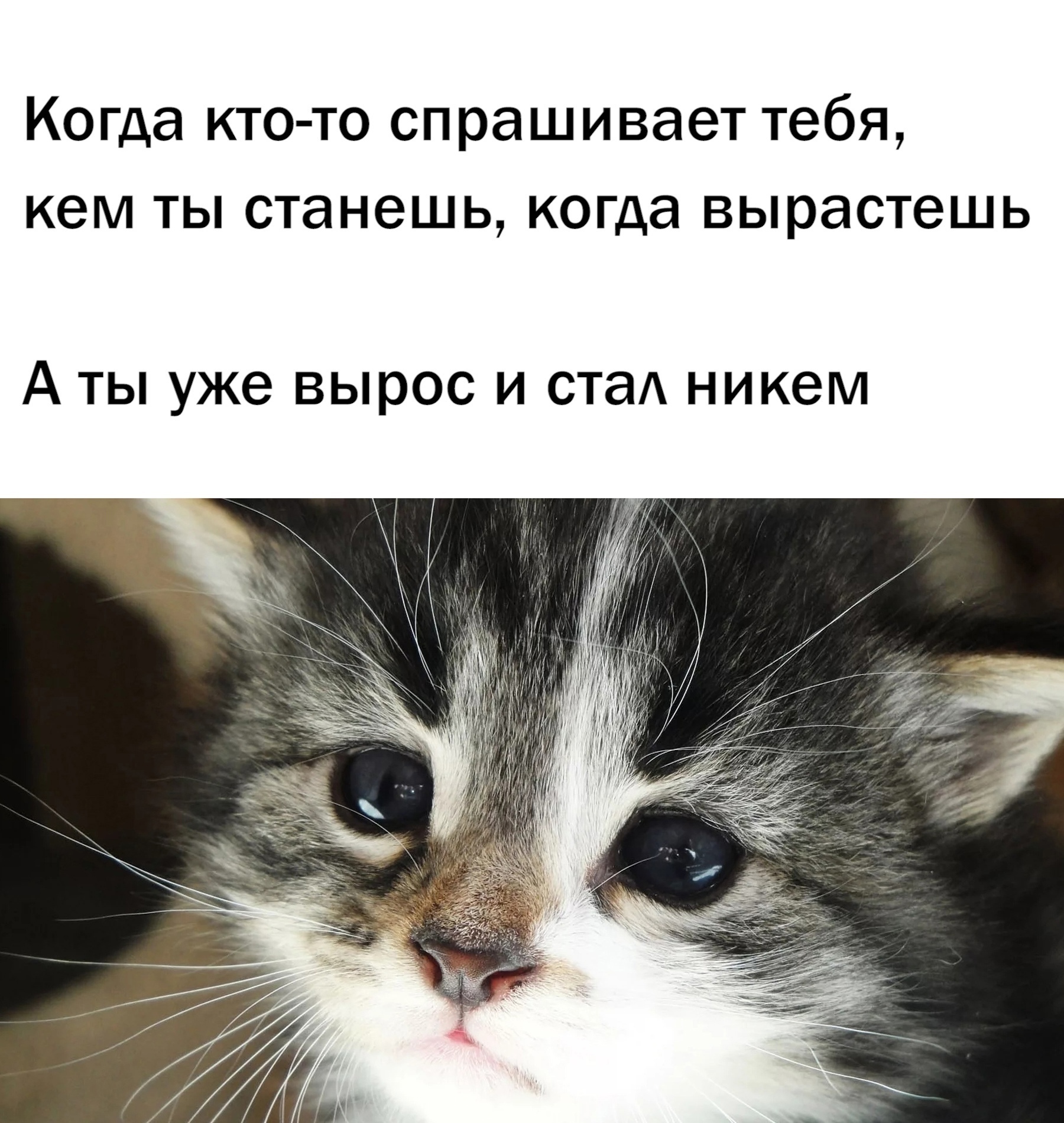 А кем стал ты? - Моё, Кот, Грусть, Мемы, Детство, Взросление, Странный юмор