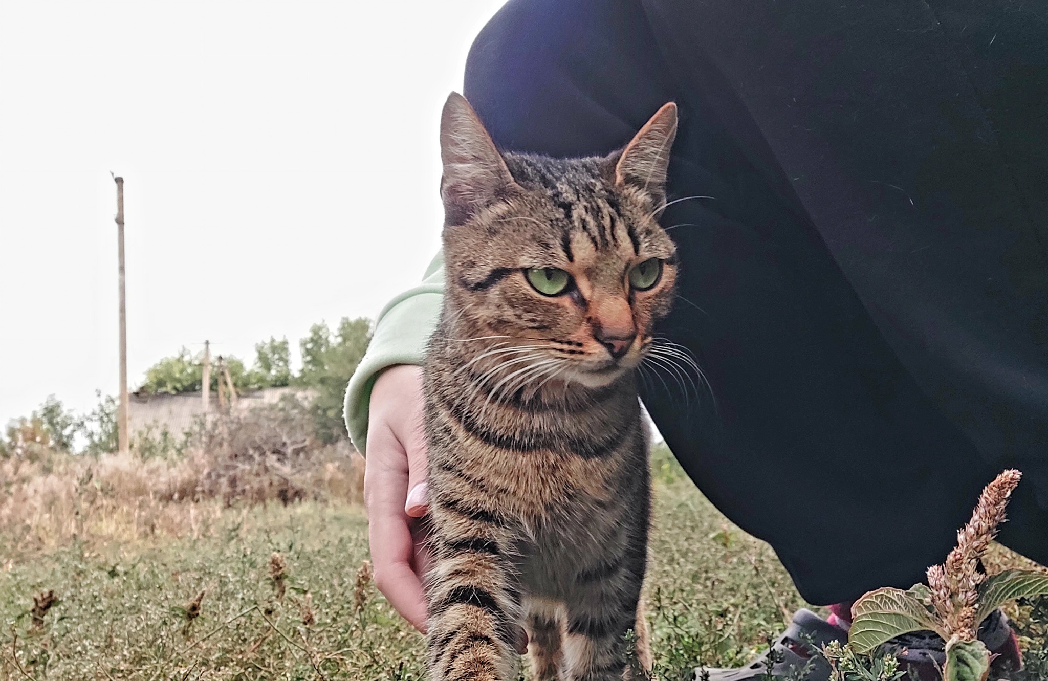 Natasha and the yard bite at point-blank range :| - My, cat, Mobile photography, Funny, Village, Childhood